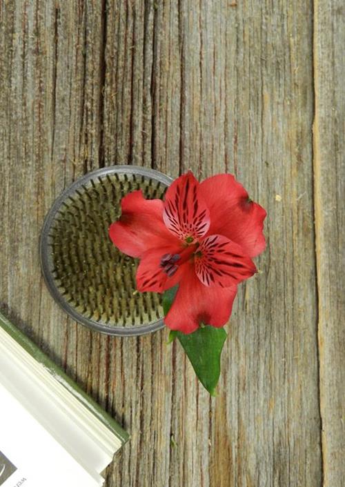 NADIA  RED ALSTROEMERIA